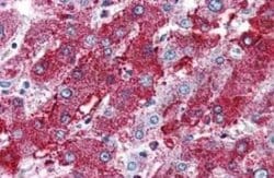 PACE4/PCSK6 Antibody, Novus Biologicals 50 &mu;g; Unconjugated:Antibodies,